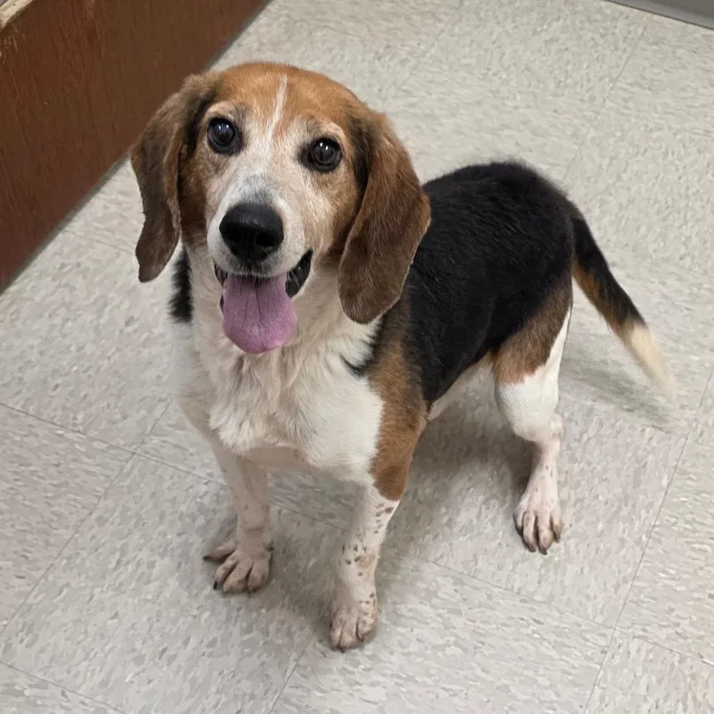 A senior medium-sized male Black Beagle dog named Arkansas for adoption in Chatham, VA