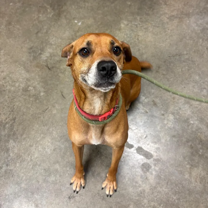 An adult medium-sized female Brown / Chocolate Black Mouth Cur dog named Chicken nuggets for adoption in Manhattan, KS