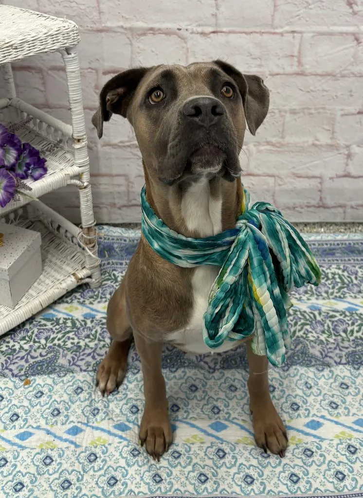 A young large-sized female Mastiff dog named Menominee for adoption in Detroit, MI