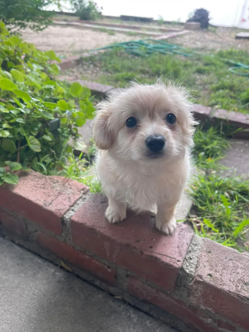 Nugget