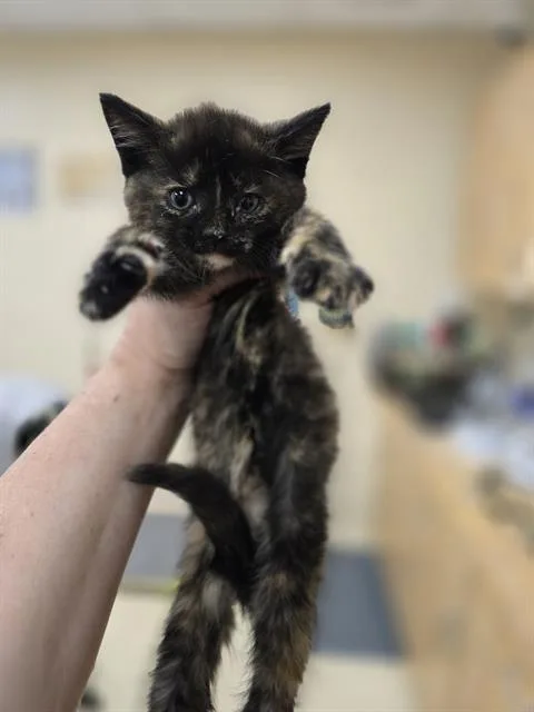 A baby small-sized female Domestic Short Hair cat named Gretel for adoption in Aliquippa, PA