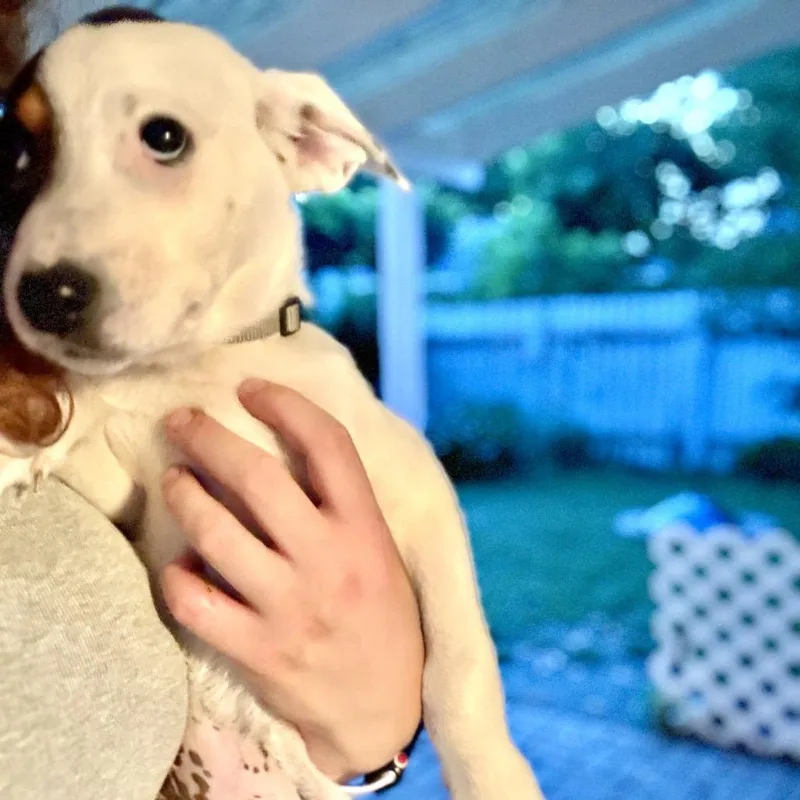 Wrangler thumbnail 2