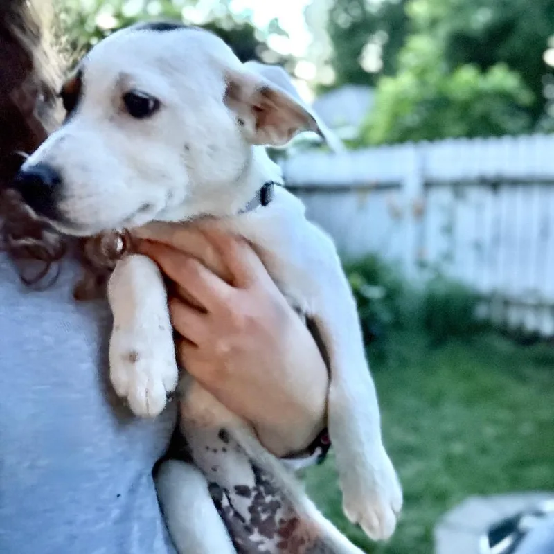 Wrangler thumbnail 5