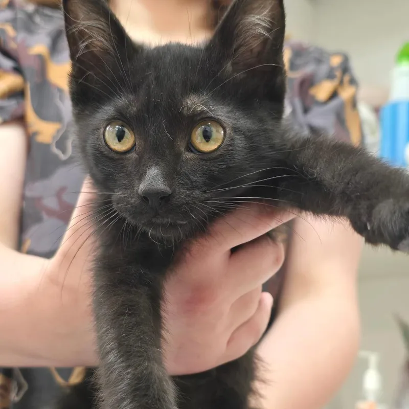 A baby small-sized male Black Domestic Short Hair cat named John for adoption in Fort Bragg, CA