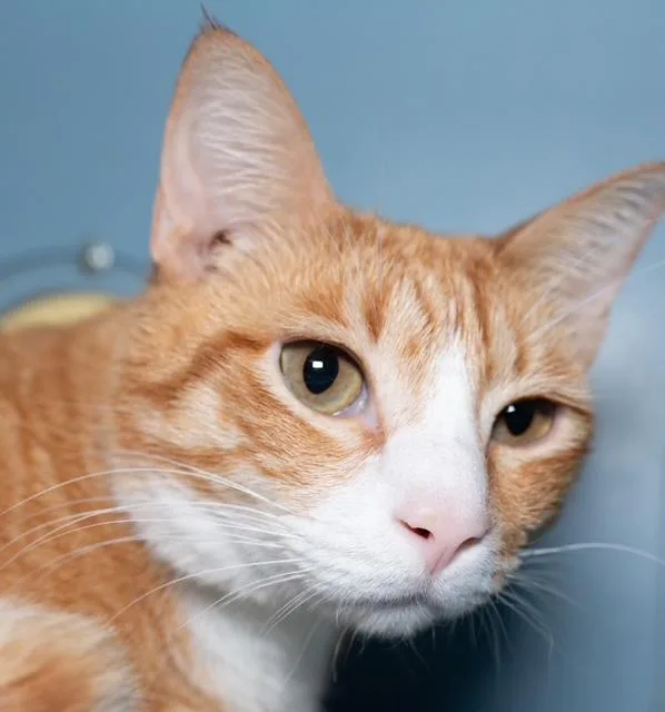 An adult medium-sized male Domestic Short Hair cat named Finley for adoption in Boston, MA
