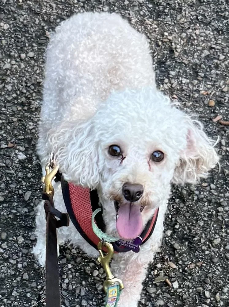 An adult small-sized male Poodle dog named Charger for adoption in Jefferson Hills, PA