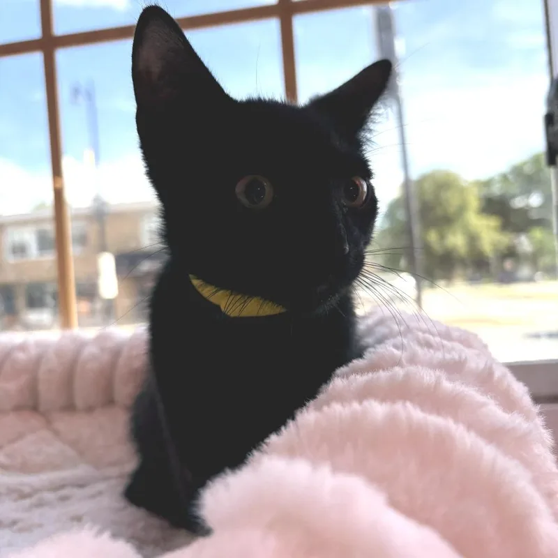 A baby small-sized male Black Domestic Short Hair cat named Mason for adoption in Forest Park, IL