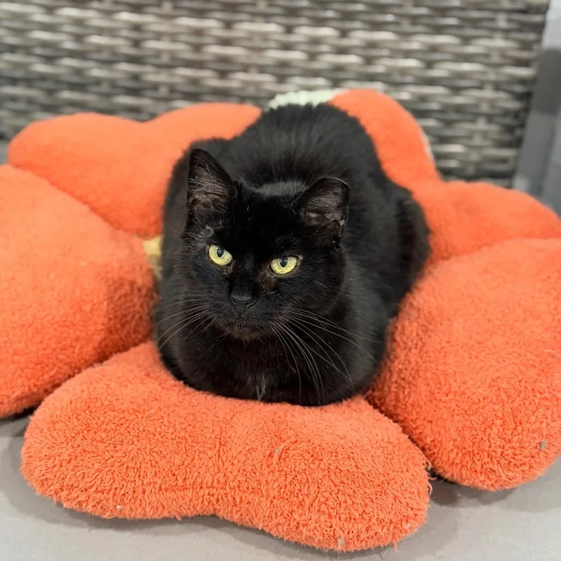 Black Velvet thumbnail 2