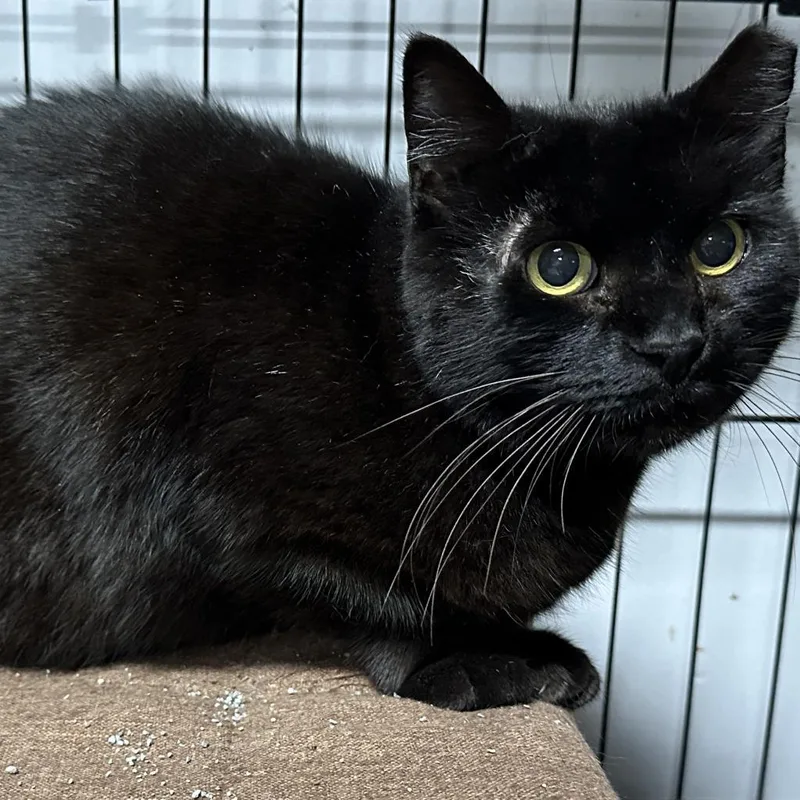 Black Velvet thumbnail 3