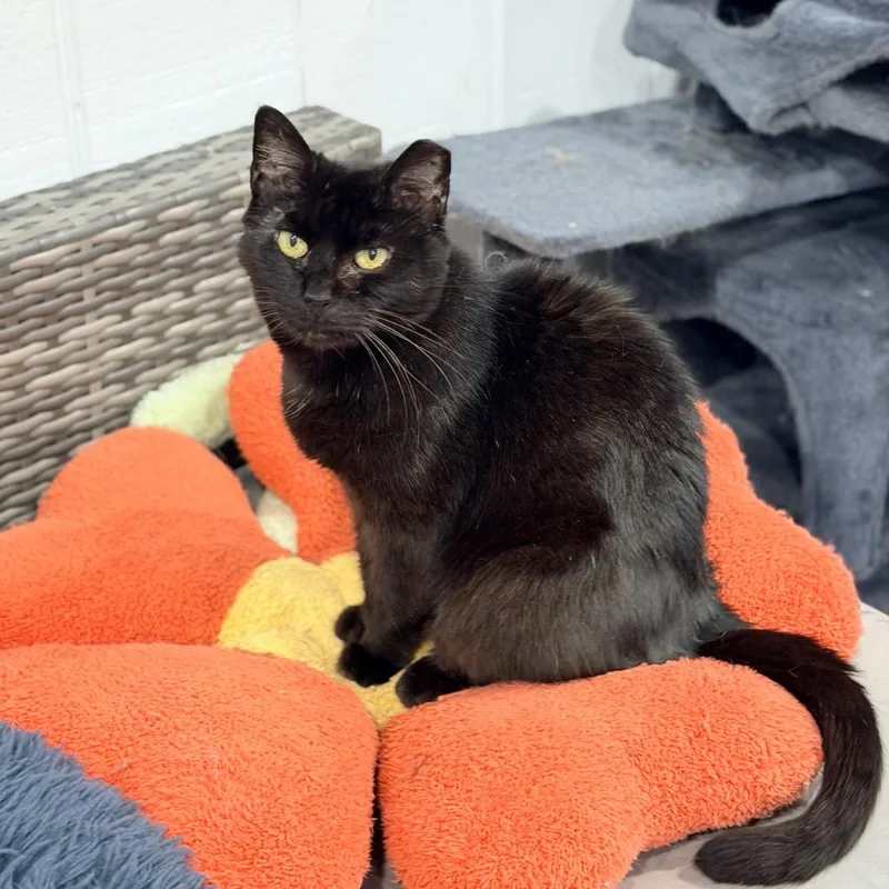 Black Velvet thumbnail 5