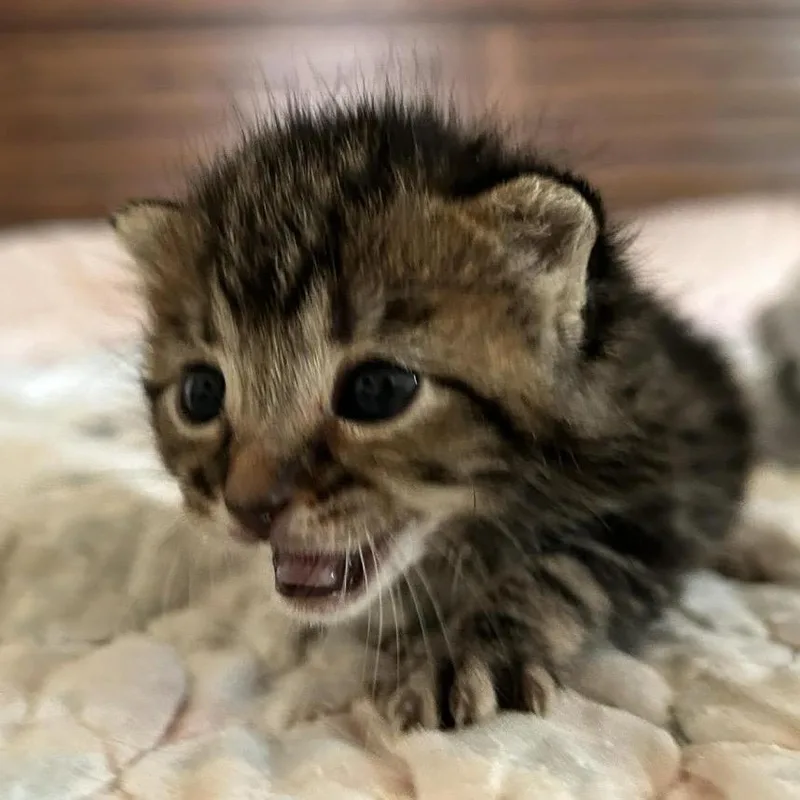 A baby small-sized female Brown / Chocolate Domestic Short Hair cat named Mochi for adoption in Leander, TX