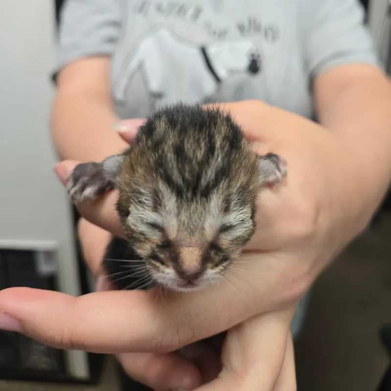 Mochi thumbnail 2