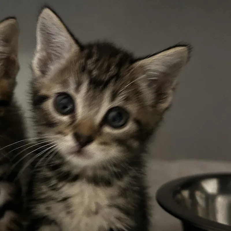 Mochi thumbnail 3