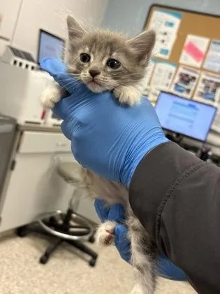 A baby small-sized female Domestic Medium Hair cat named Bluey for adoption in Gastonia, NC