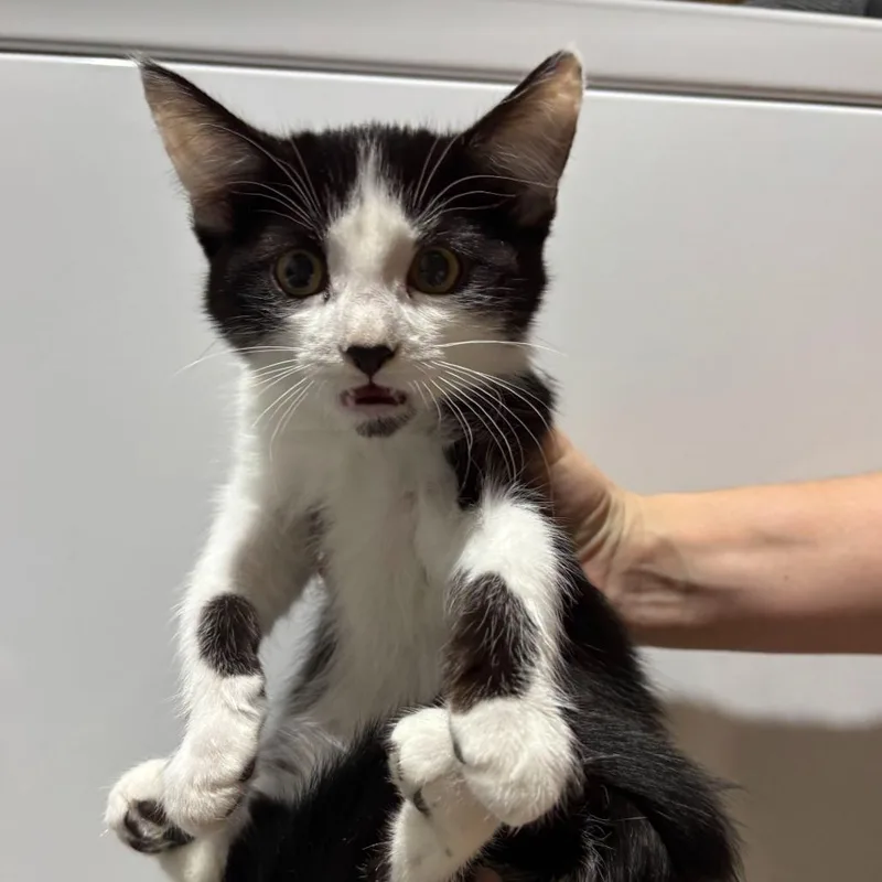 A baby small-sized male Black Domestic Short Hair cat named Squeak for adoption in Sunnyvale, CA