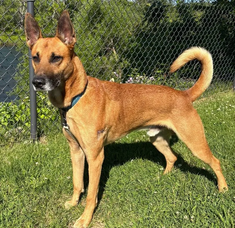 An adult medium-sized male Brown / Chocolate Belgian Shepherd / Malinois dog named Terry for adoption in Warren, PA