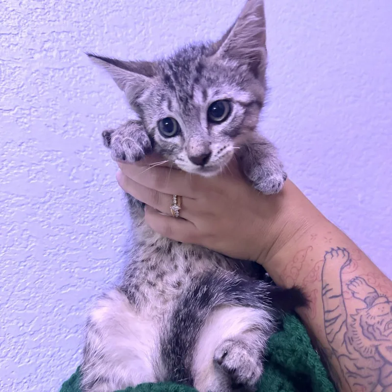 A baby small-sized male Gray / Blue / Silver Domestic Short Hair cat named Dewy for adoption in Waco, TX