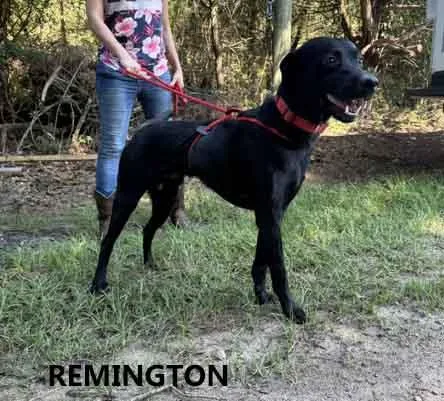 An adult medium-sized male Black Labrador Retriever dog named Remington for adoption in Washington, GA