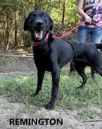 Remington thumbnail 2