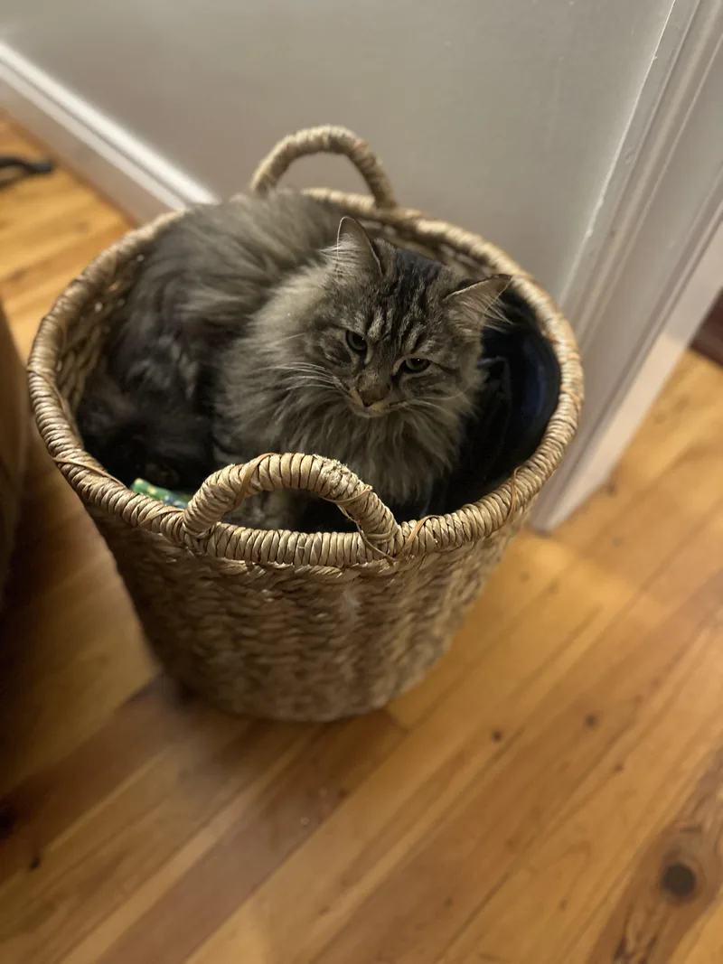 Baby Bear thumbnail 2