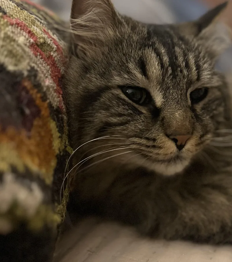 An adult large-sized male Tabby (Brown / Chocolate) Domestic Long Hair cat named Baby Bear for adoption in Nashville, TN