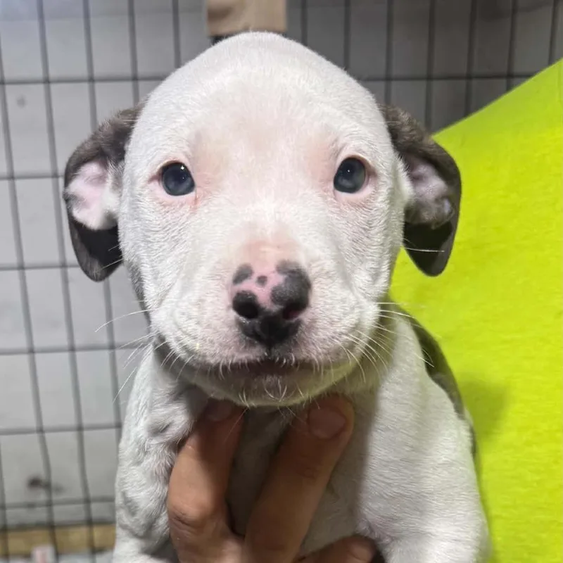 A baby large-sized male Mixed Breed dog named Schnapps for adoption in DeKalb, IL