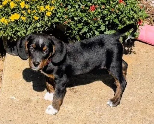 A baby medium-sized female Beagle dog named Bonnie for adoption in Scottsburg, IN