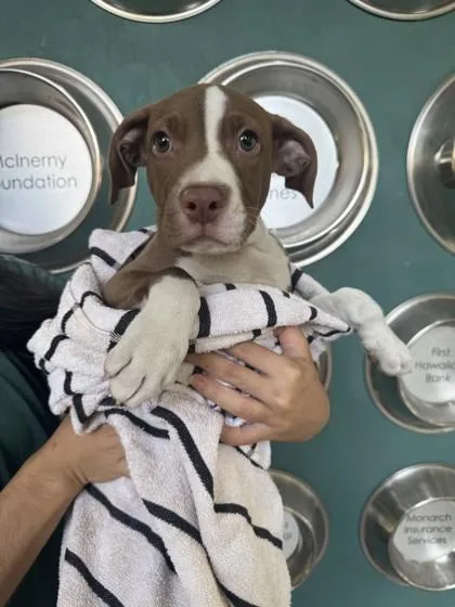 A baby small-sized male Terrier dog named Panko for adoption in Honolulu, HI