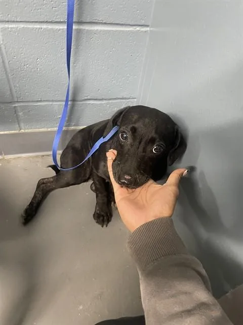 An adult small-sized female Dachshund dog named Annie for adoption in Tallahassee, FL