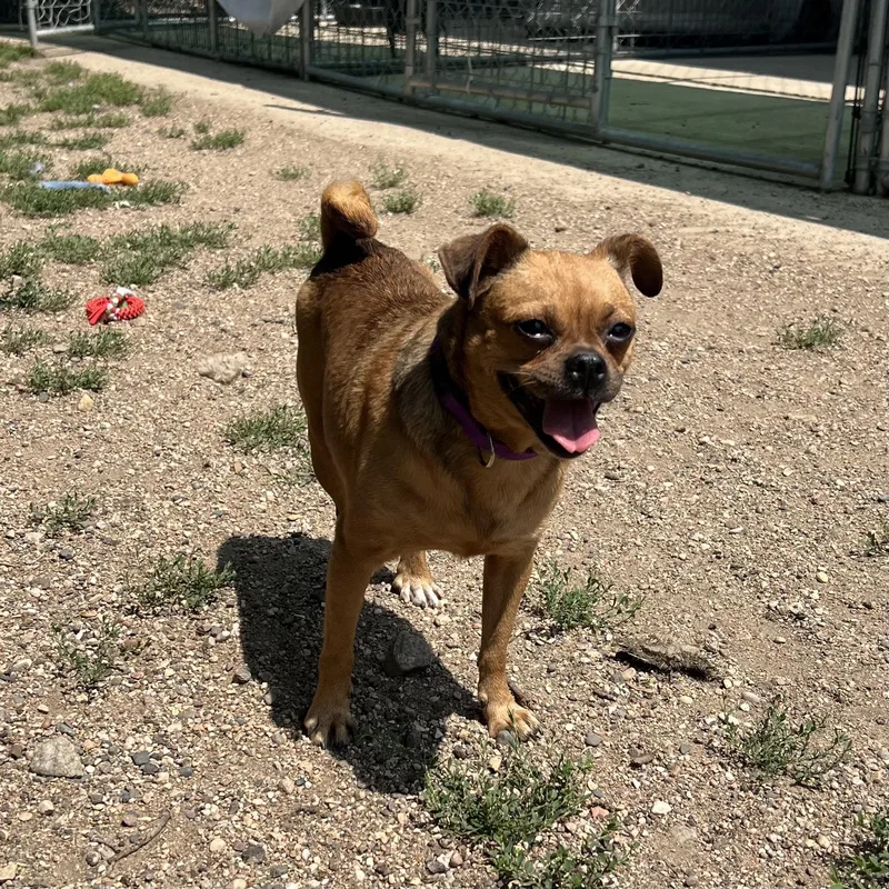 An adult small-sized female Golden Terrier dog named Yara for adoption in Fairmont, MN