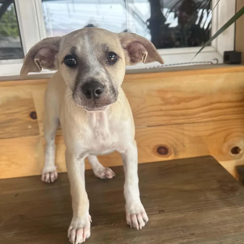 A baby medium-sized female Labrador Retriever dog named Winnie for adoption in San Diego, CA