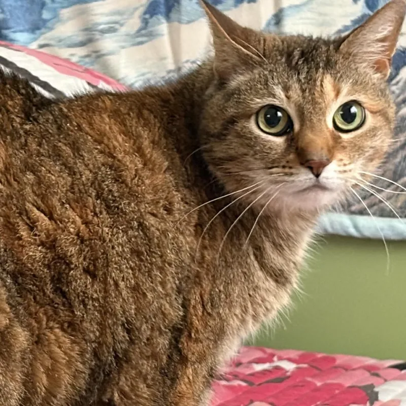 A senior small-sized female Brown / Chocolate Domestic Short Hair cat named Ella for adoption in Mount Laurel, NJ