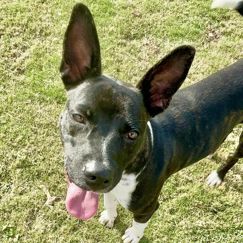 A young medium-sized male Mixed Breed dog named Dexter for adoption in Tunica, MS
