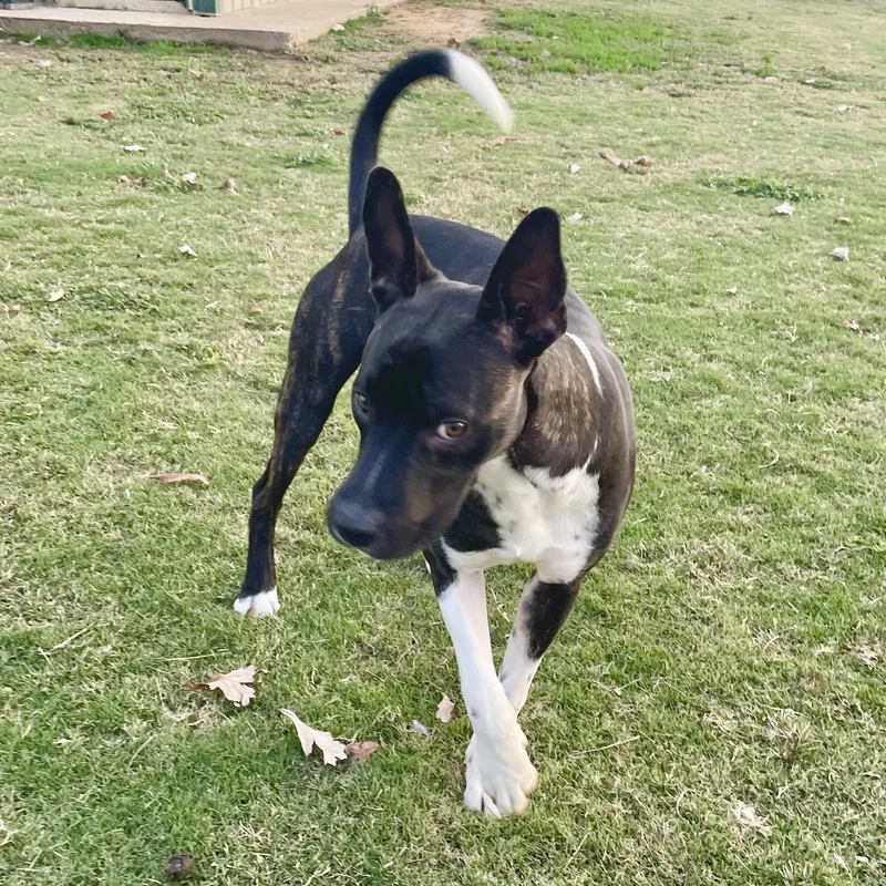 Dexter thumbnail 6