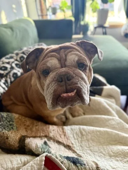 Darla