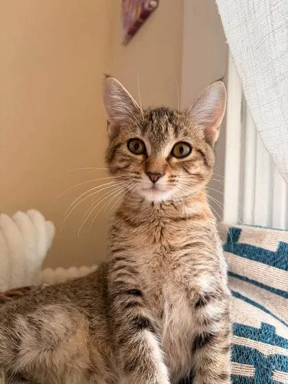 A baby small-sized female Domestic Short Hair cat named Peggy for adoption in Morton Grove, IL
