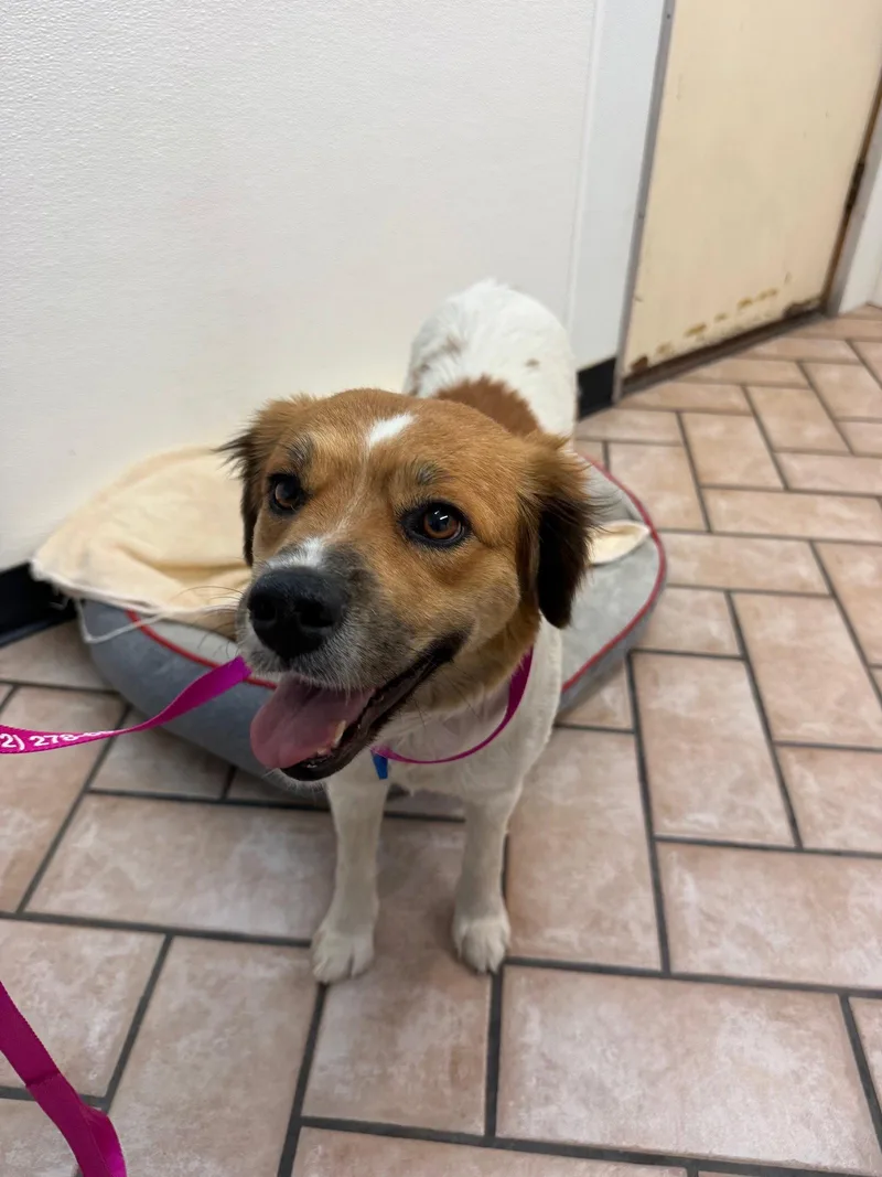 An adult medium-sized female Australian Shepherd dog named Sasha for adoption in Glendale, AZ