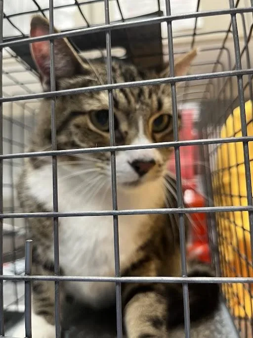 A senior medium-sized male Domestic Short Hair cat named Sora for adoption in Las Vegas, NV