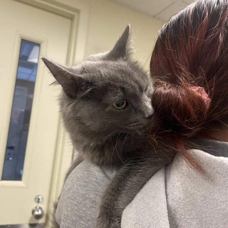 A young medium-sized female Gray / Blue / Silver Domestic Medium Hair cat named Lady for adoption in Matteson, IL