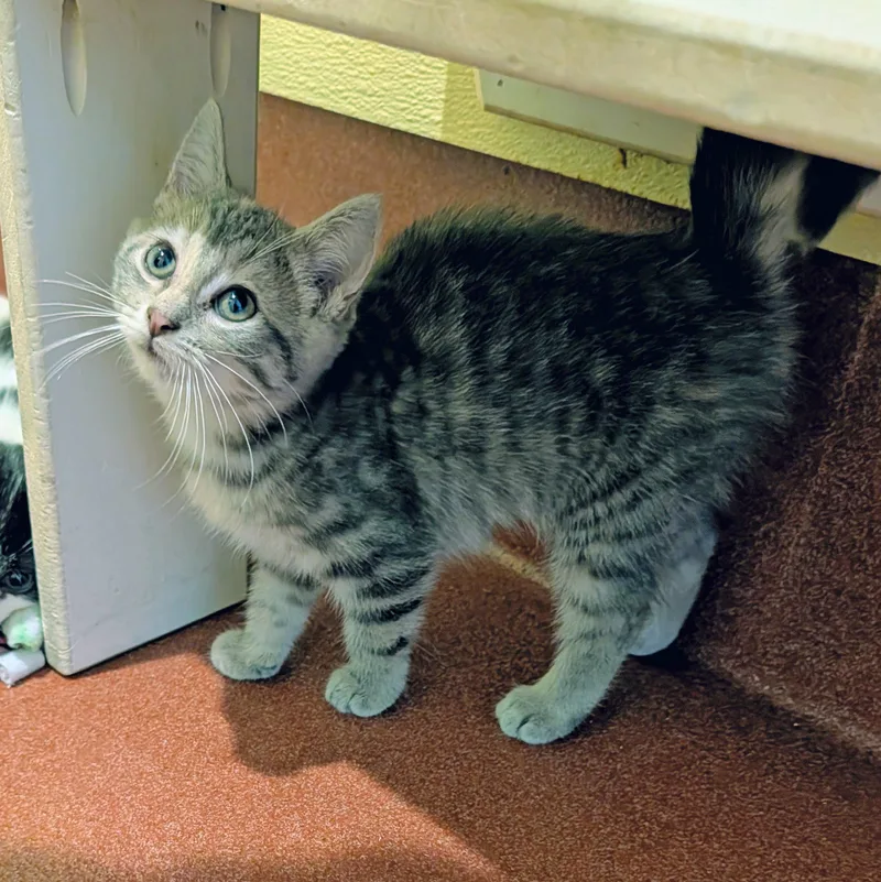 A baby medium-sized female Domestic Short Hair cat named Chelsea for adoption in Accident, MD