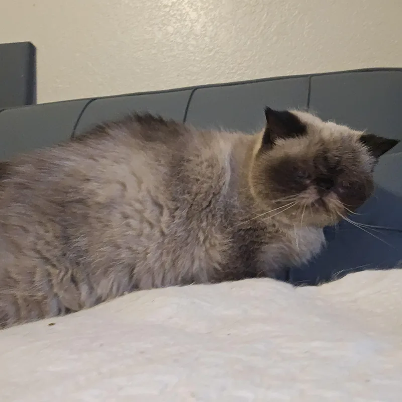A senior medium-sized female Exotic Shorthair cat named Mandy for adoption in Orlando, FL