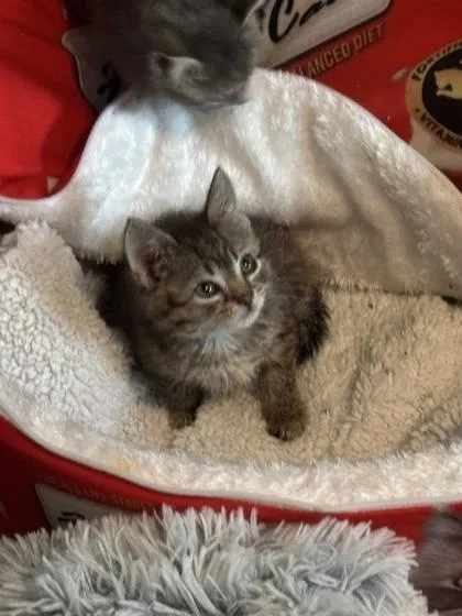 A baby medium-sized female Tabby (Brown / Chocolate) Domestic Short Hair cat named Kiwi for adoption in Phoenixville, PA