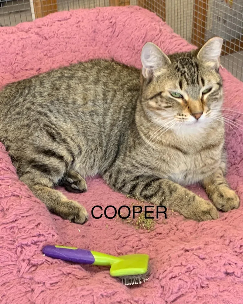 Cooper