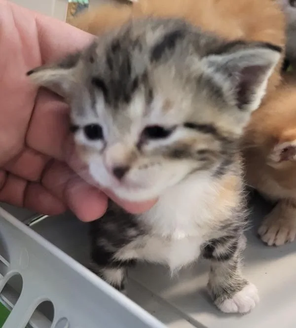 A baby small-sized female Domestic Short Hair cat named Kc for adoption in Lawrenceville, GA