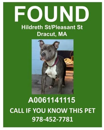 An adult large-sized male Fox Terrier dog named Cousin Larry for adoption in Lowell, MA