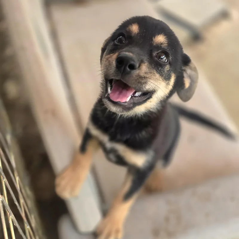 A baby small-sized female Black Australian Shepherd dog named Ryleigh for adoption in Athens, AL