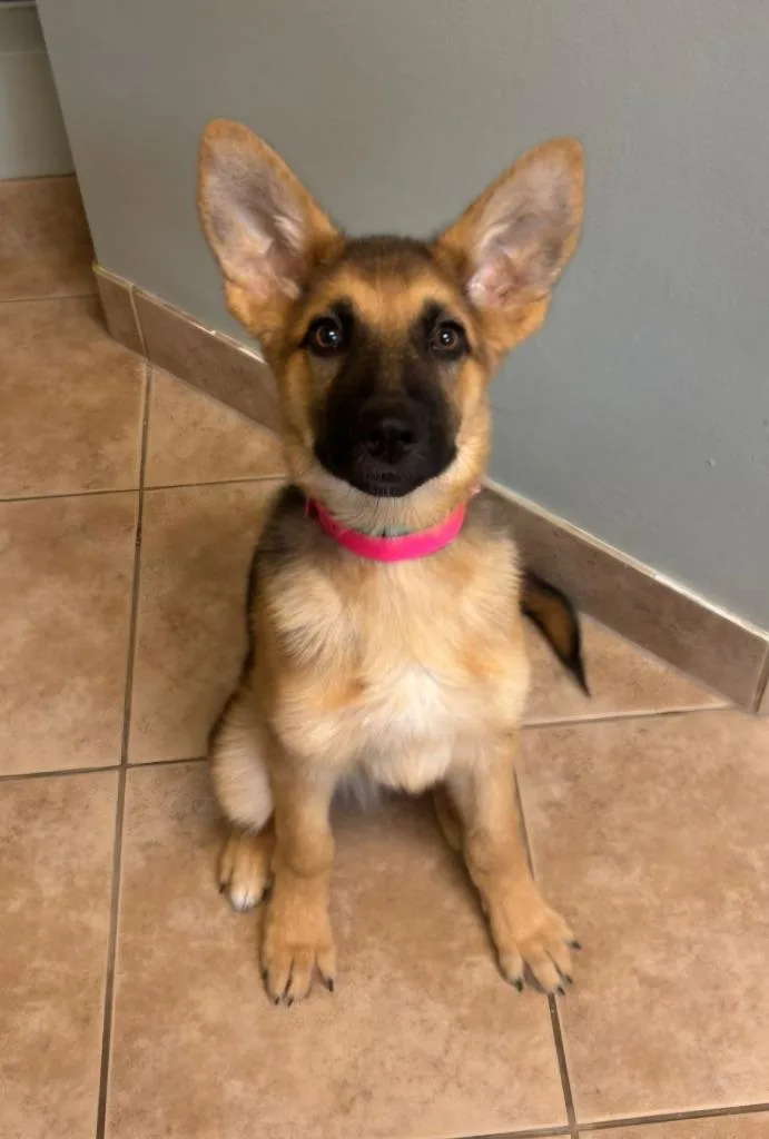A baby large-sized male German Shepherd Dog dog named Skeeter for adoption in Viroqua, WI