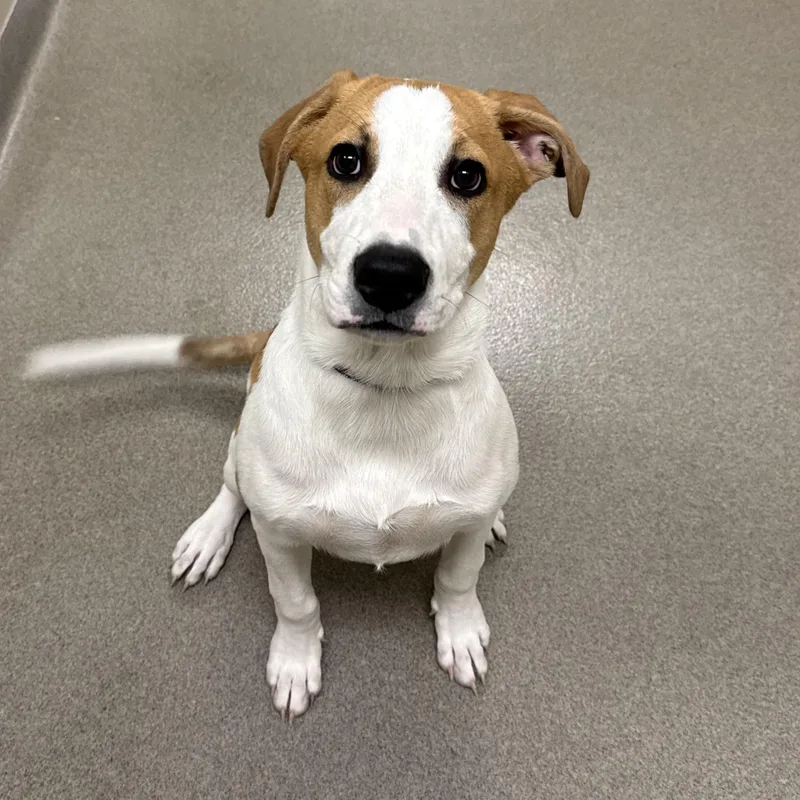 A young large-sized male Labrador Retriever dog named Luka for adoption in Kearney, NE