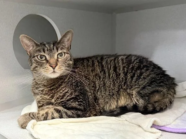 An adult medium-sized male Domestic Short Hair cat named Beau for adoption in New York, NY