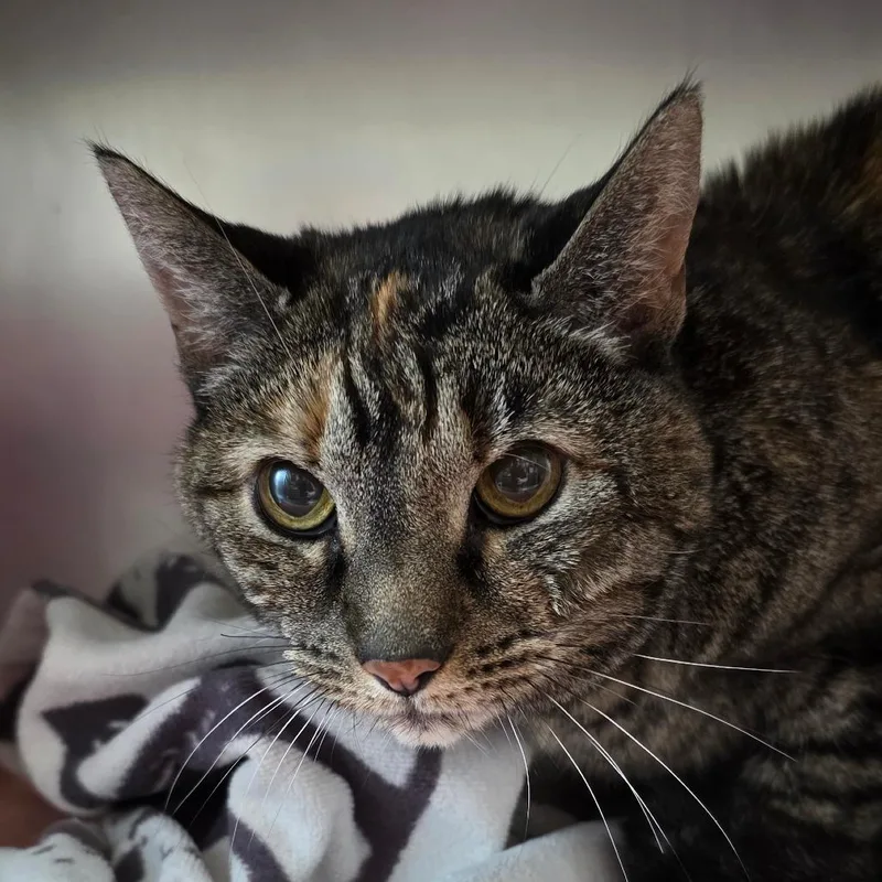 A senior medium-sized female Torbie Domestic Short Hair cat named Miss Forcible for adoption in Council Bluffs, IA